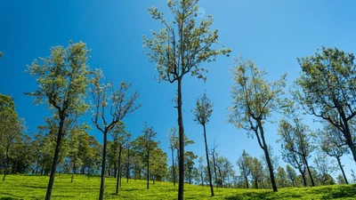 Survey of privacy preserving federated tree-based learning featured image